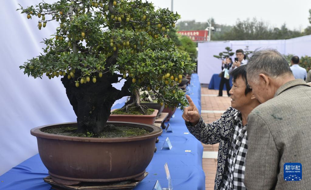 问鼎app下载安装